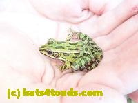 /home//u458753944/public_html/sourcegallery//Frogs/Mixed frogs/P8200332.JPG